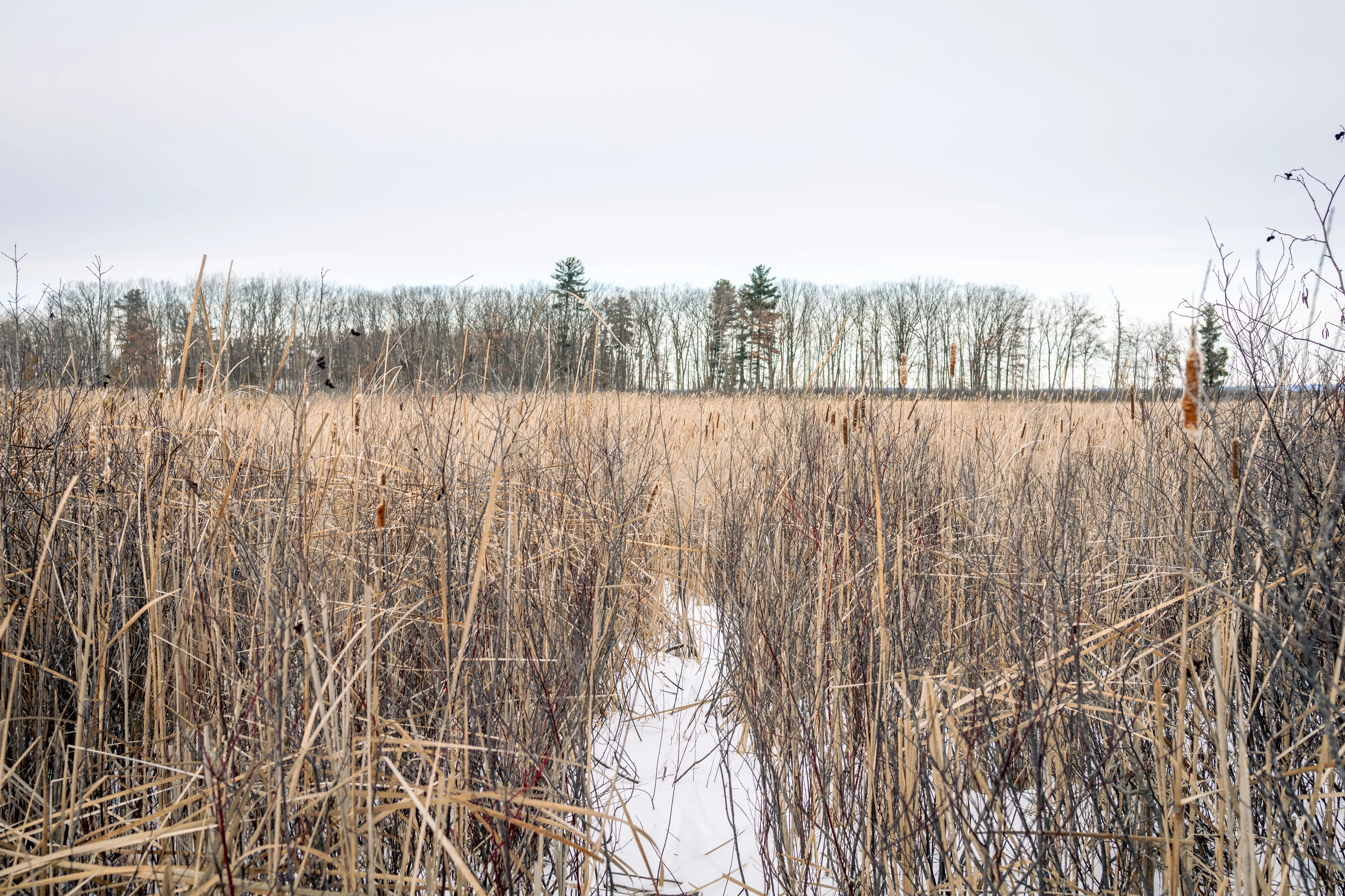 SNOVAP Winter Adventure Hike: Intermediate