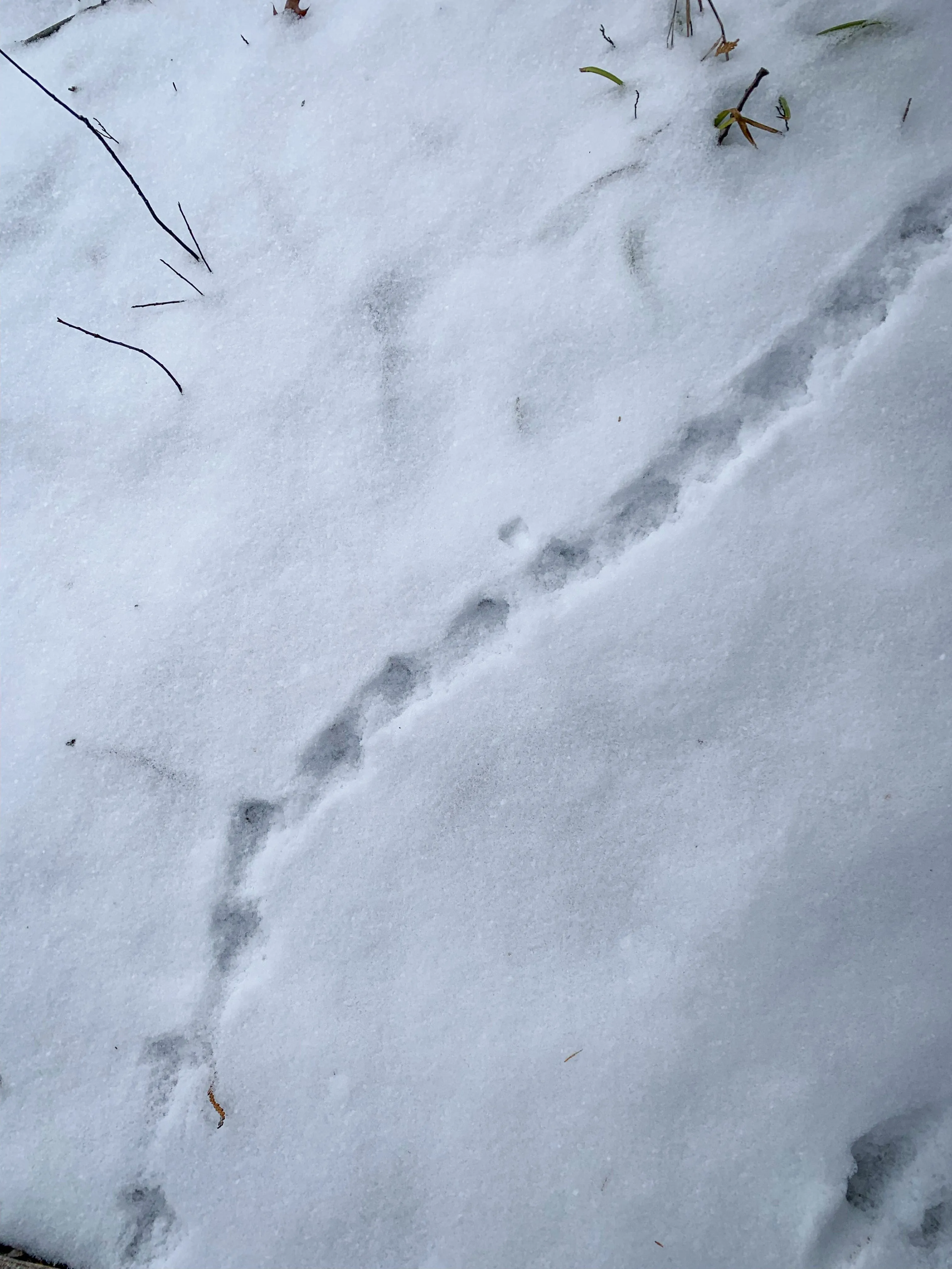 SNOVAP Winter Adventure Hike: Intermediate