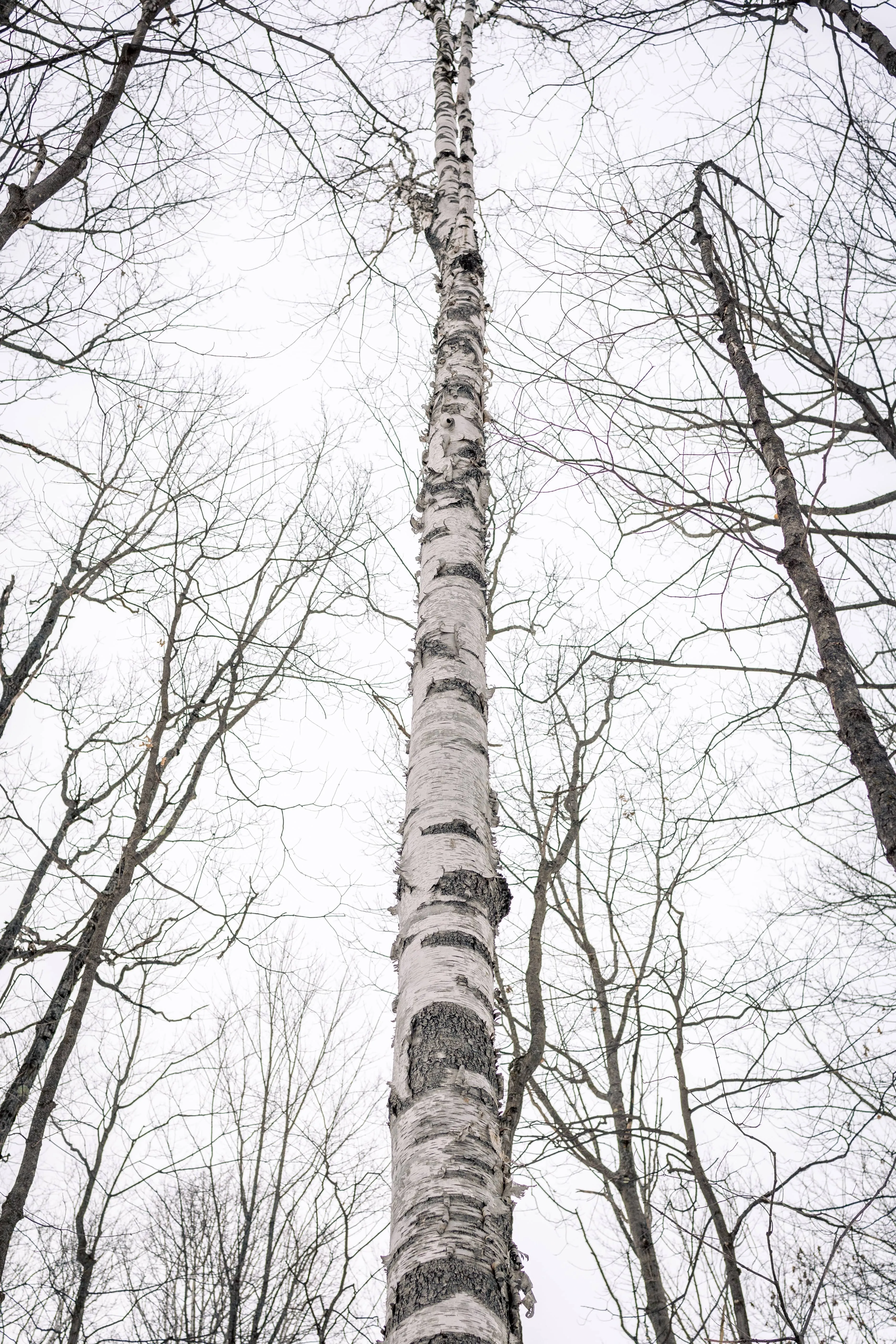 SNOVAP Winter Adventure Hike: Intermediate