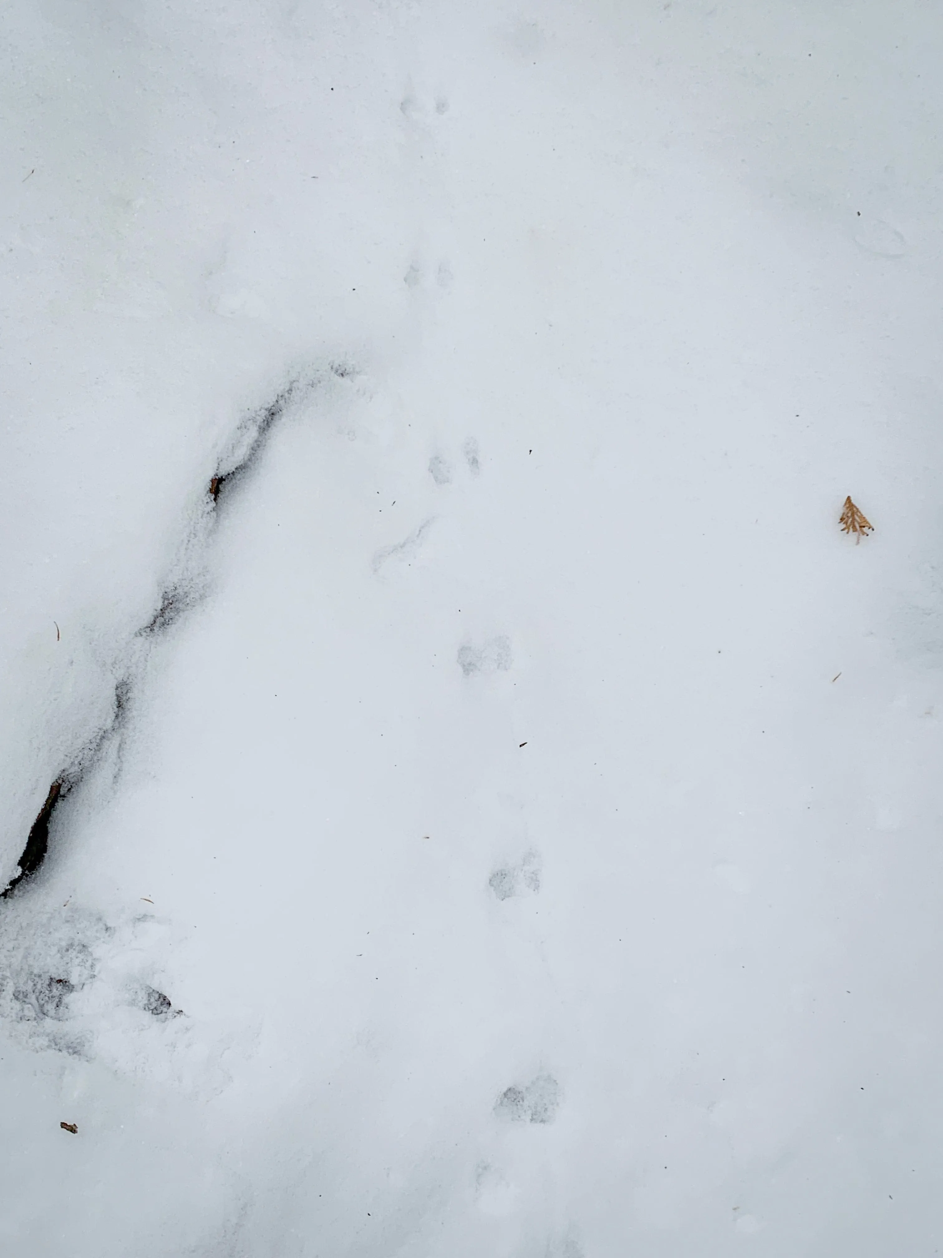 SNOVAP Winter Adventure Hike: Intermediate