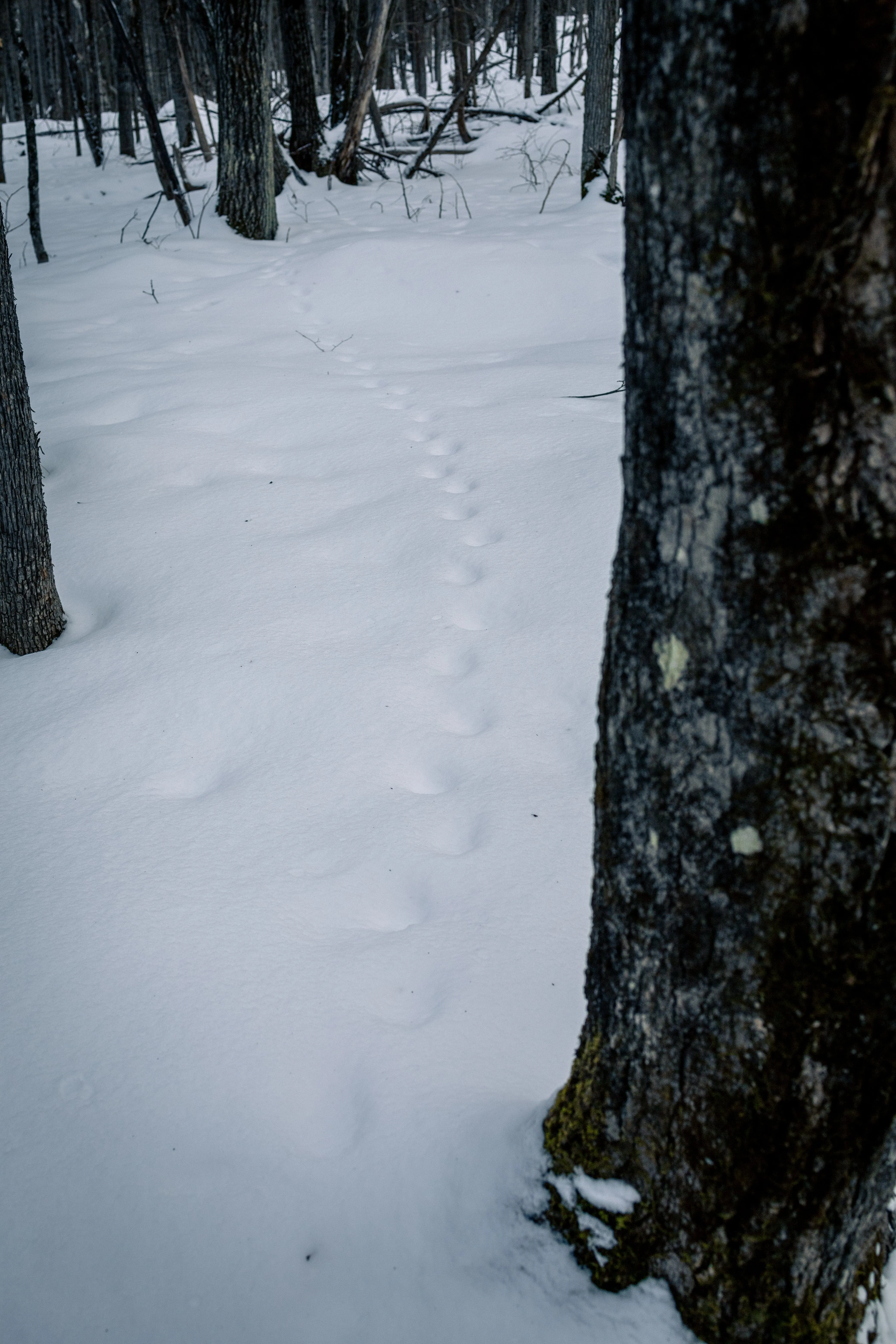 SNOVAP Winter Adventure Hike: Intermediate