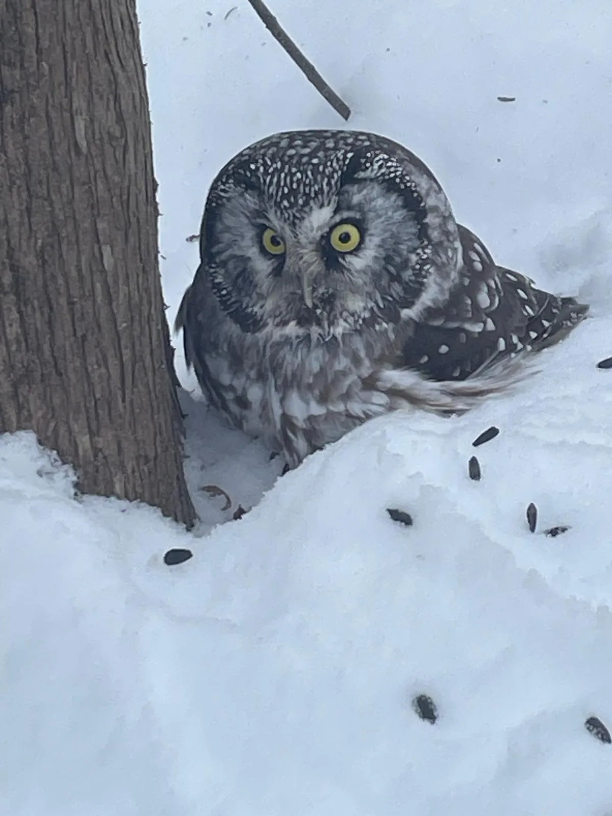 SNOVAP Winter Adventure Hike: Intermediate