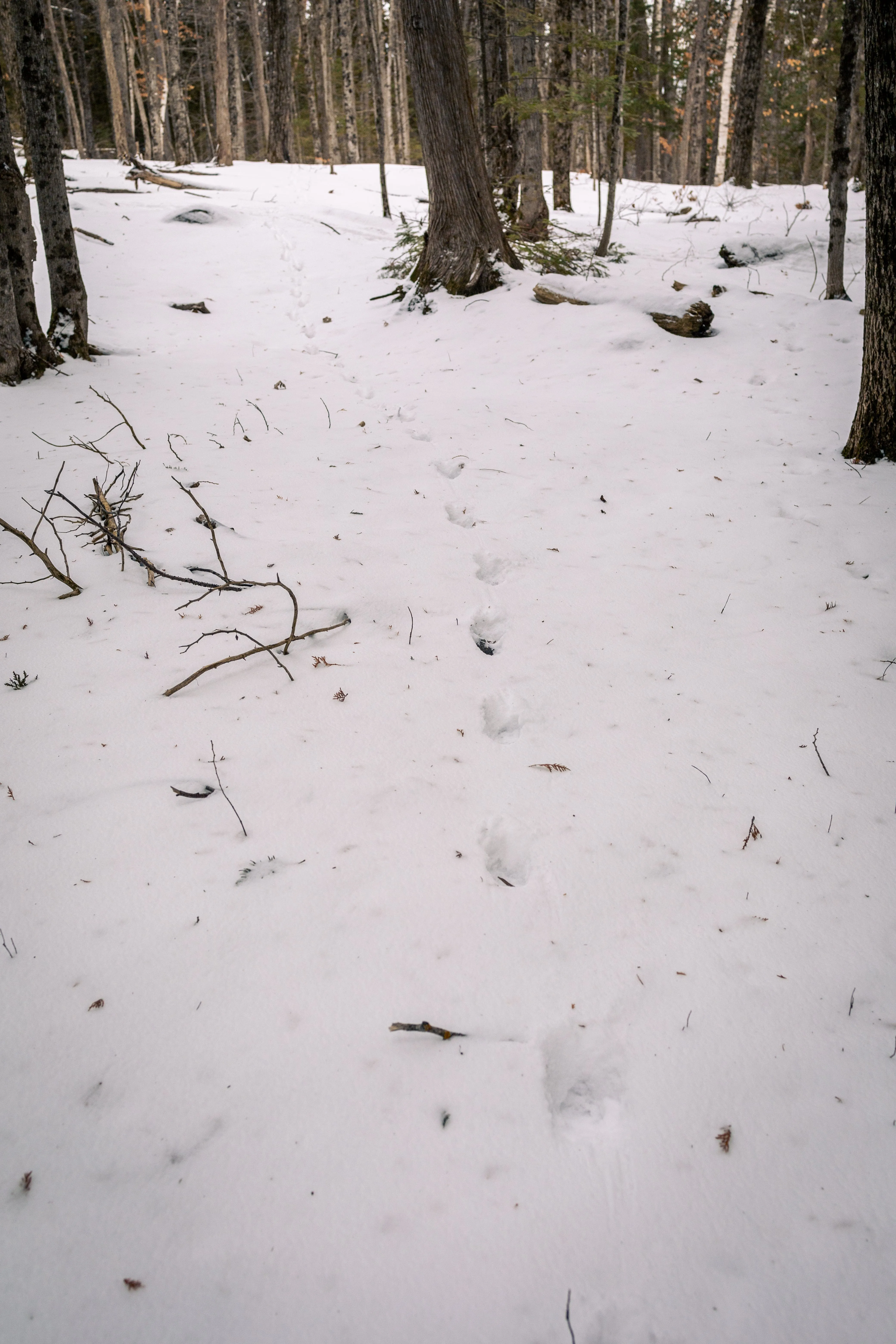 SNOVAP Winter Adventure Hike: Intermediate