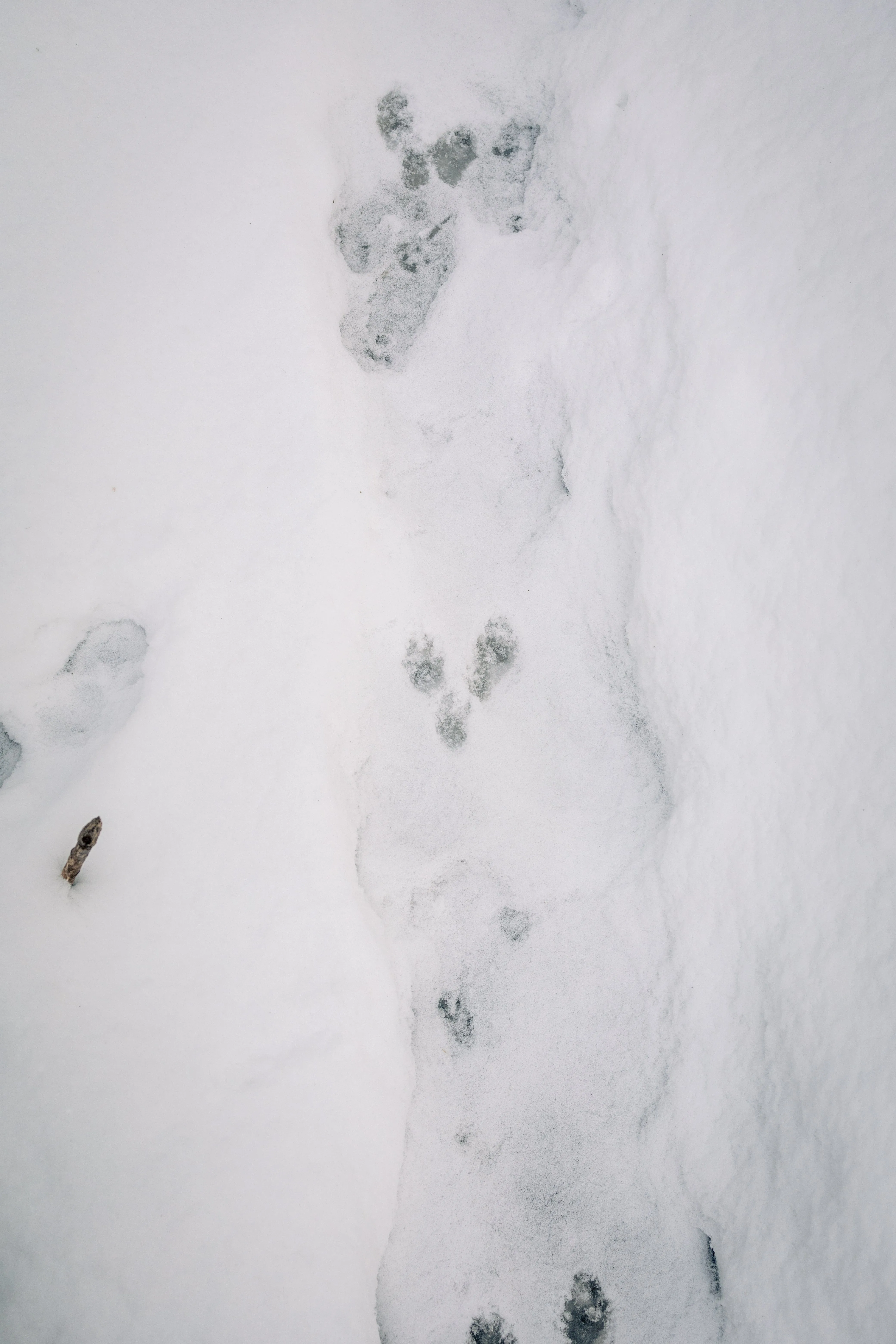 SNOVAP Winter Adventure Hike: Intermediate